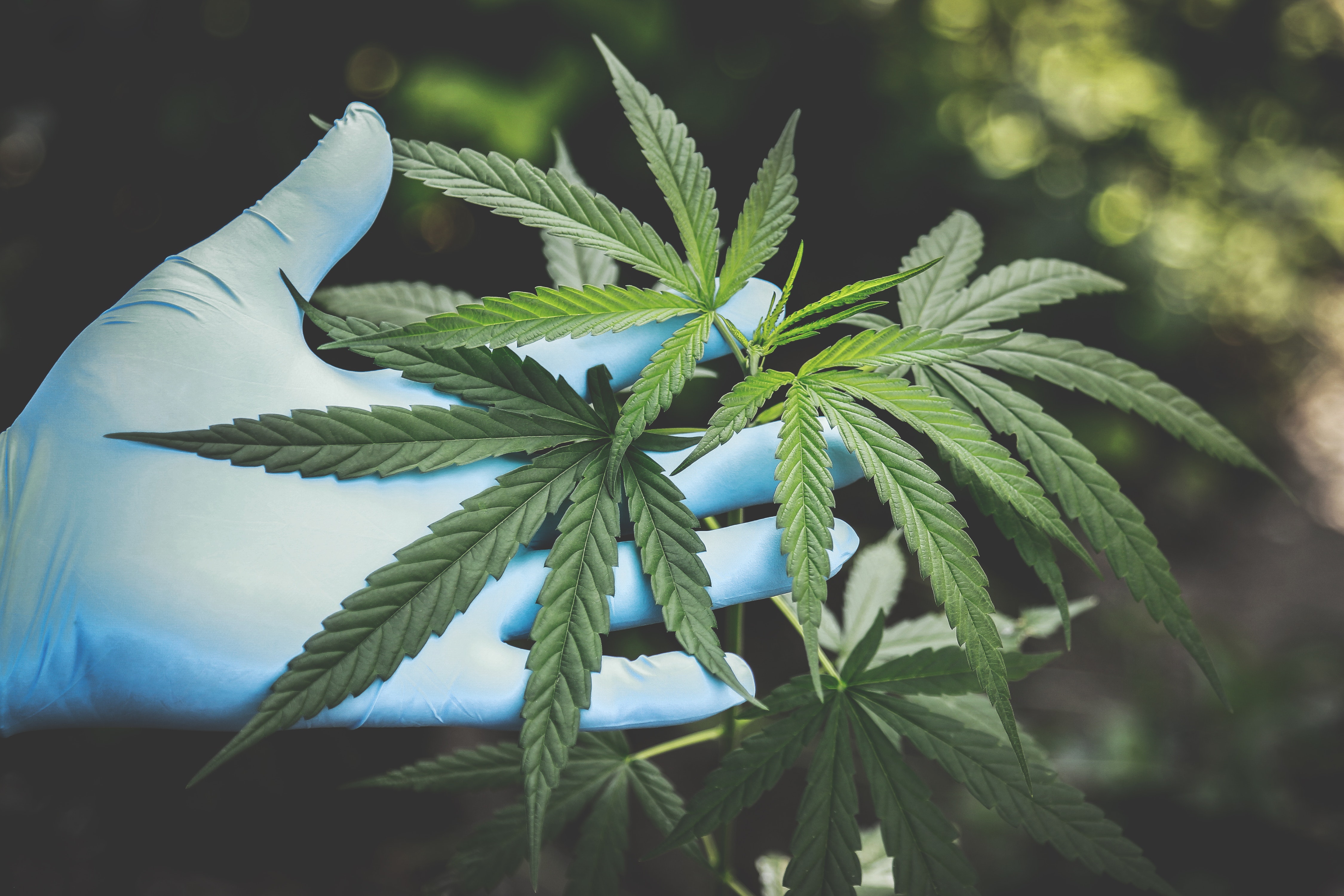 Imagen noticia Distrito y gremio de cannabis medicinal se unen para impulsar el desarrollo