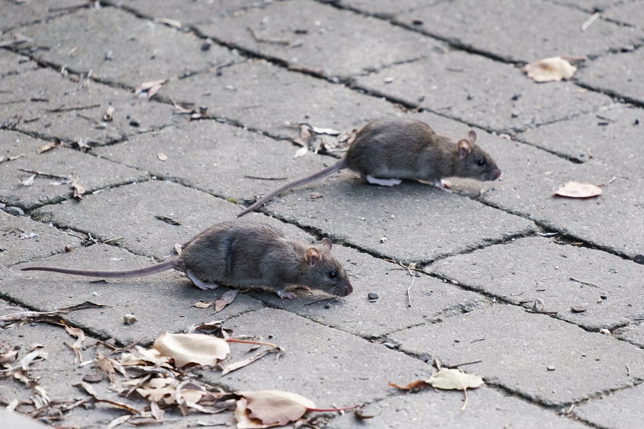 Imagen noticia Infestación de roedores comprometería aspectos de salud pública en Bogotá