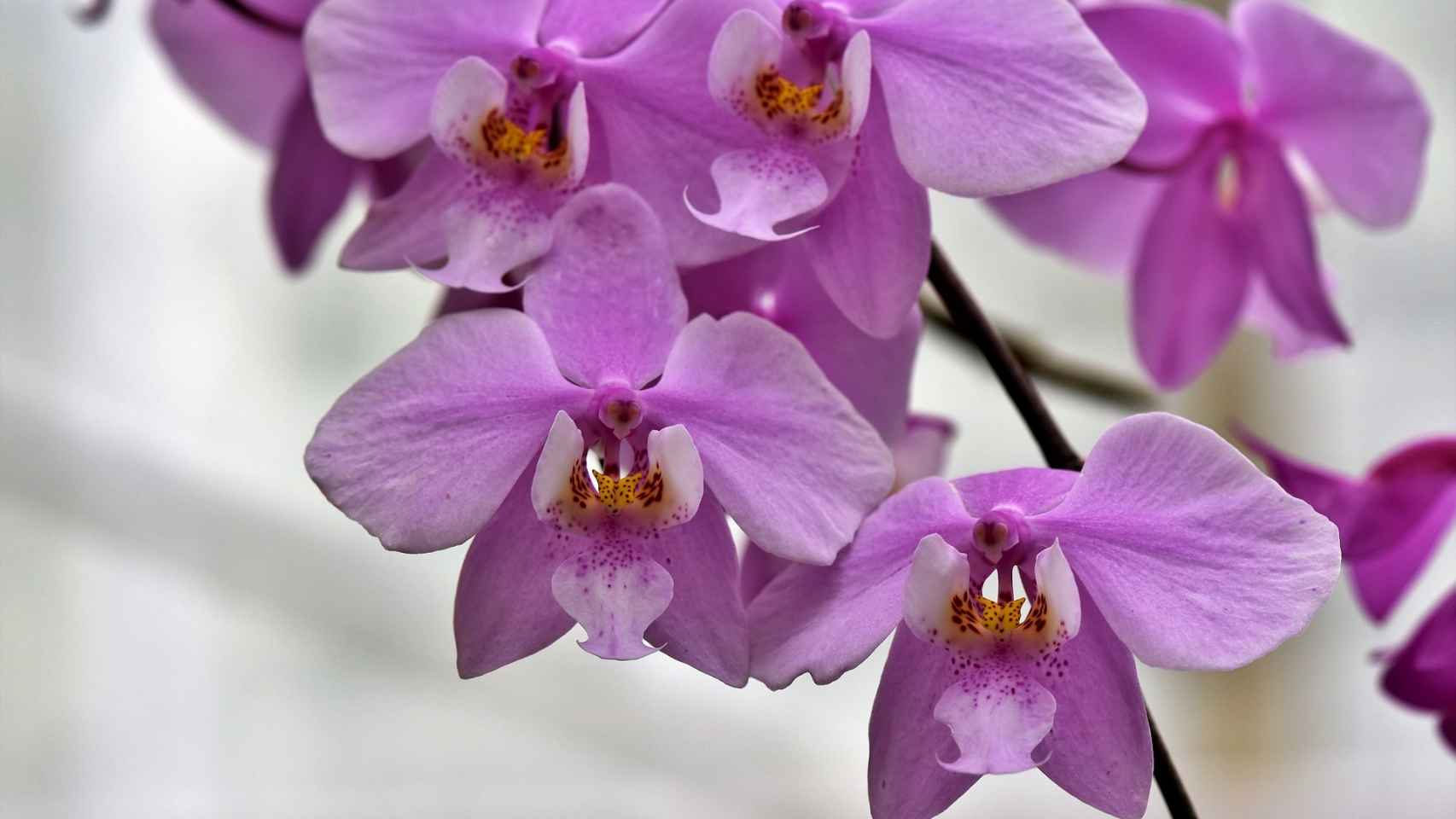 Imagen noticia Descubre la magia de las orquídeas