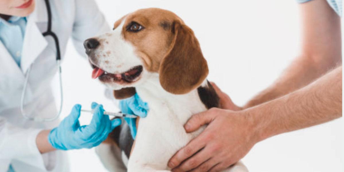 Imagen noticia LAUD Bogotá tendrá el primer hospital público para mascotas