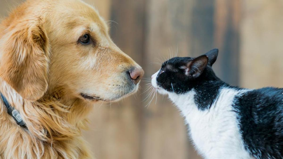 Imagen noticia Cinco aplicaciones para el cuidado de las mascotas 