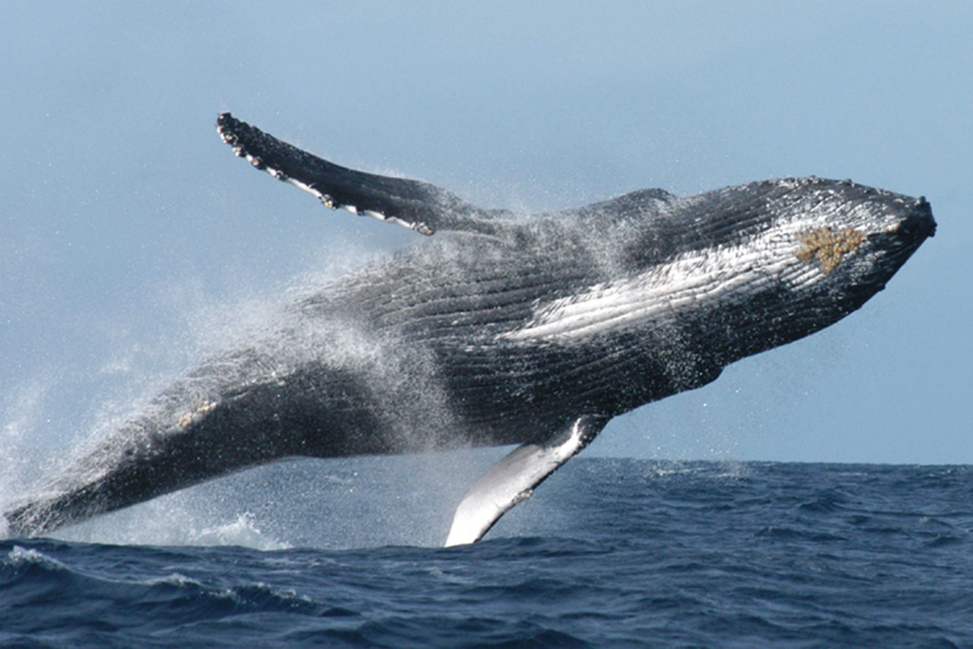 Imagen noticia Las ballenas pueden dormir sin ahogarse