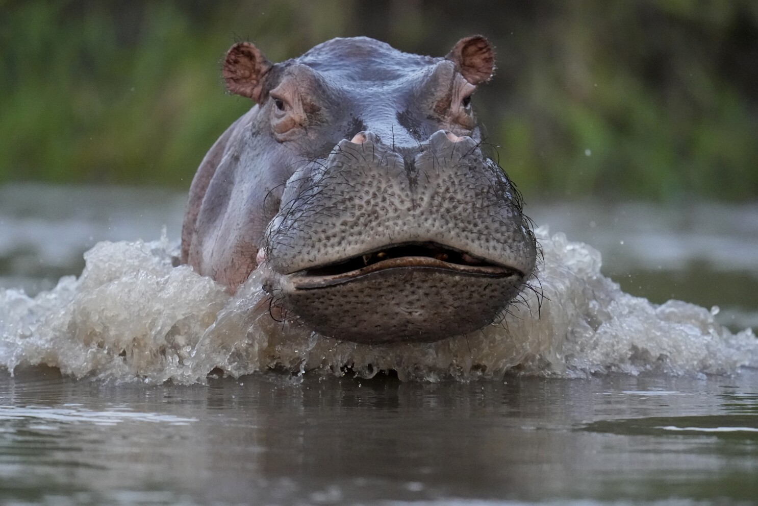 Imagen noticia Declaran al hipopótamo como especie invasora en Colombia
