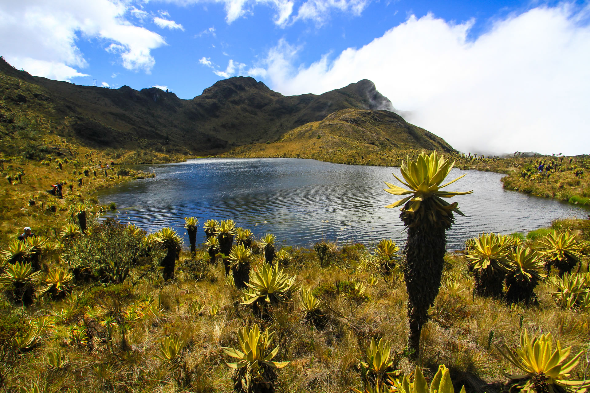 Imagen noticia Resultados obtenidos de investigación a los páramos y bosques andinos 