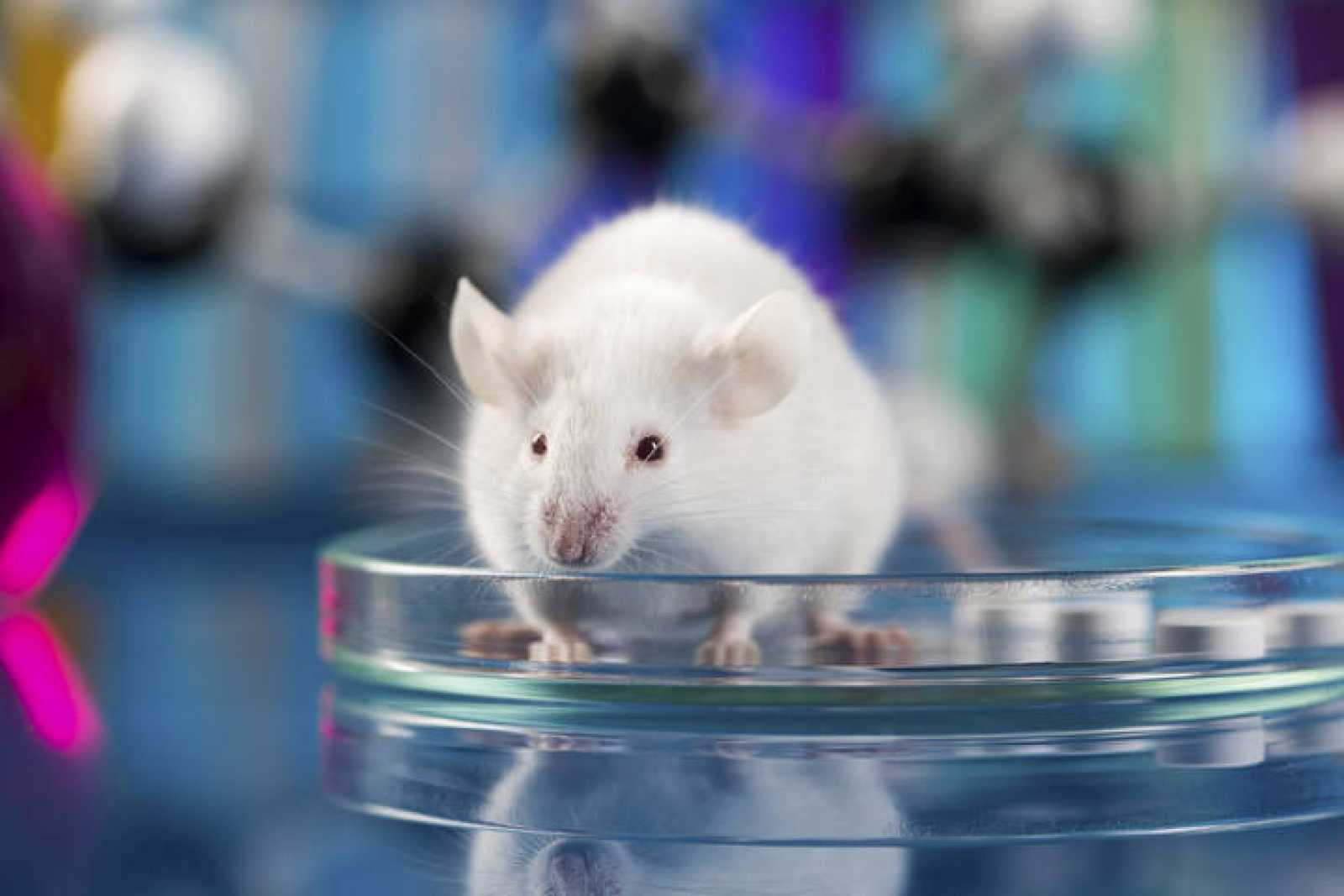 Imagen noticia Científicos logran revertir el envejecimiento en ratones y buscan lo mismo en humanos