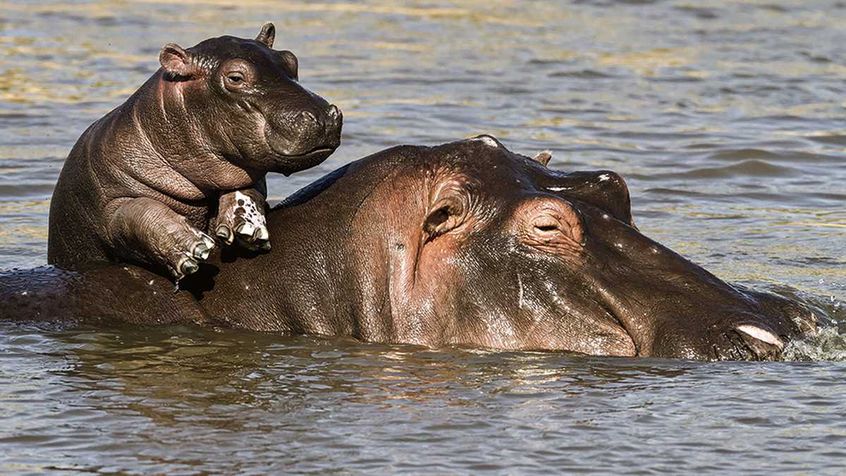 Imagen noticia Nuevo hábitat para los hipopótamos en Pereira 