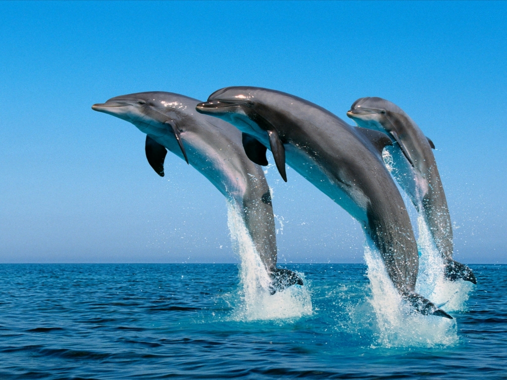 Imagen noticia Guerra entre Ucrania y Rusia ha sido mortal para miles de delfines