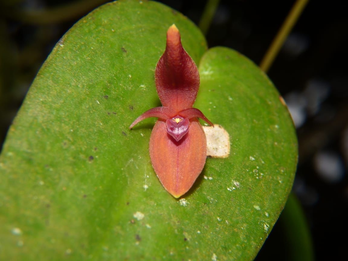 Imagen noticia Nueva especie de orquídea 