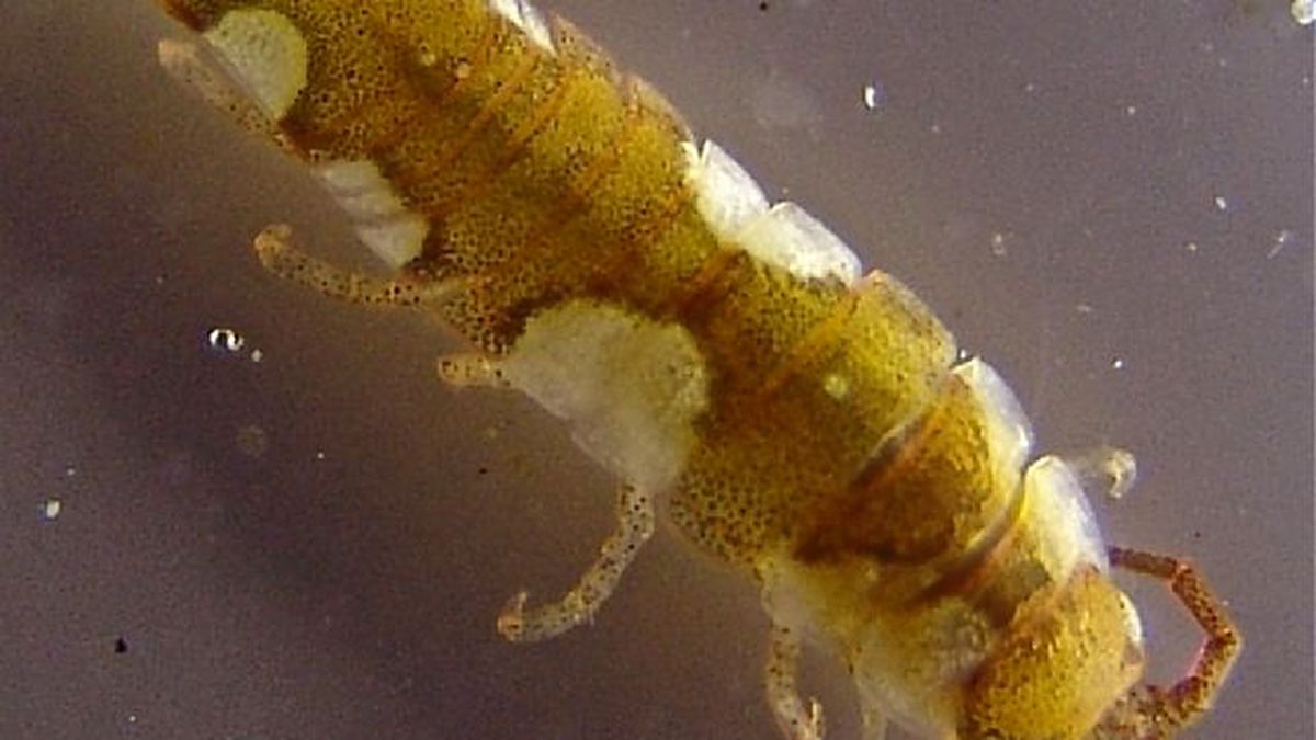 Imagen noticia Científicos descubren ‘abejas de mar’ que polinizan las algas marinas