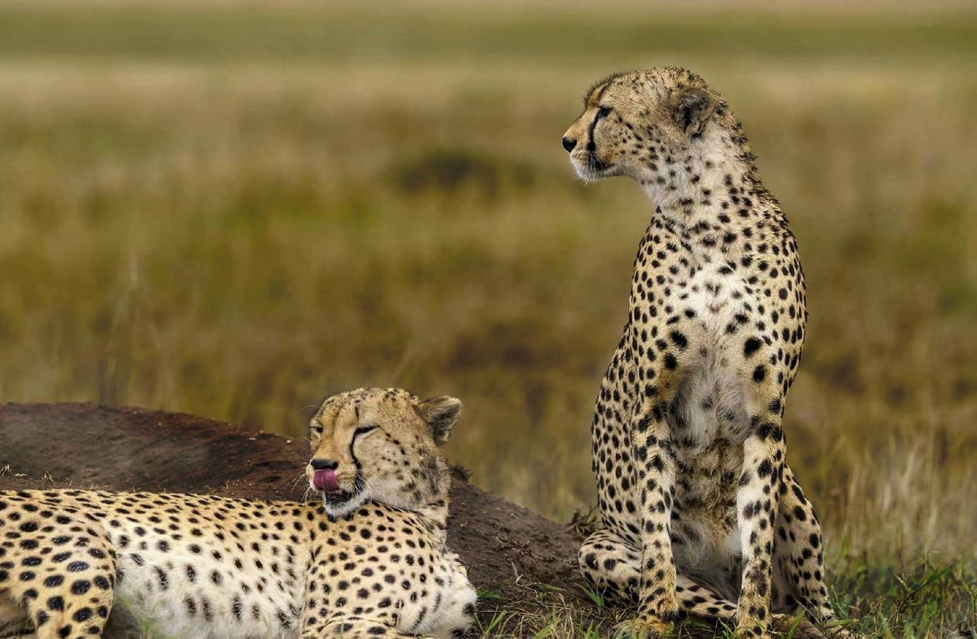 Imagen noticia India recibe de nuevo a los guepardos luego de 70 años de estar extintos