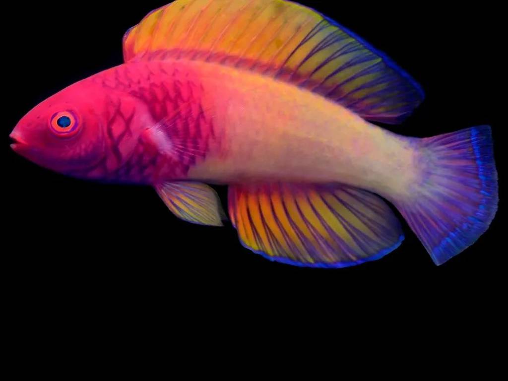 Imagen noticia Descubren pez arcoíris que cambia de sexo cuando envejece