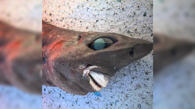 Imagen noticia Pescador encuentra un tiburón con un rostro extraño y su imagen se hace viral