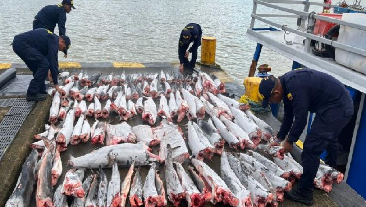Imagen noticia Retienen embarcación en el Pacífico con más de 100 tiburones mutilados