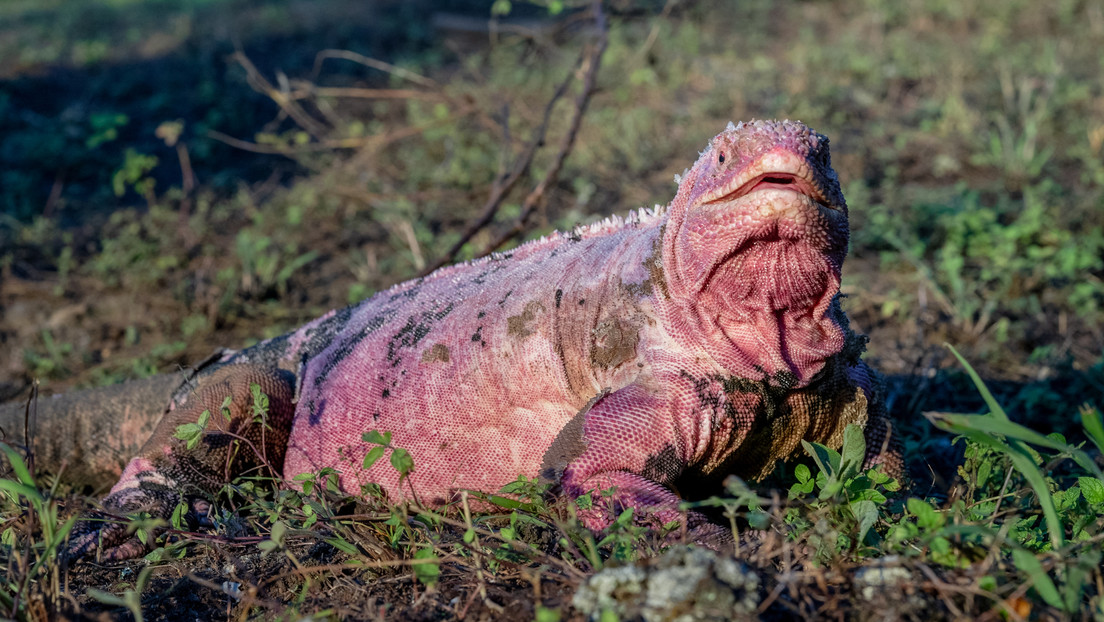 Imagen noticia Hallan por primera vez crías de iguana rosada en peligro de extinción