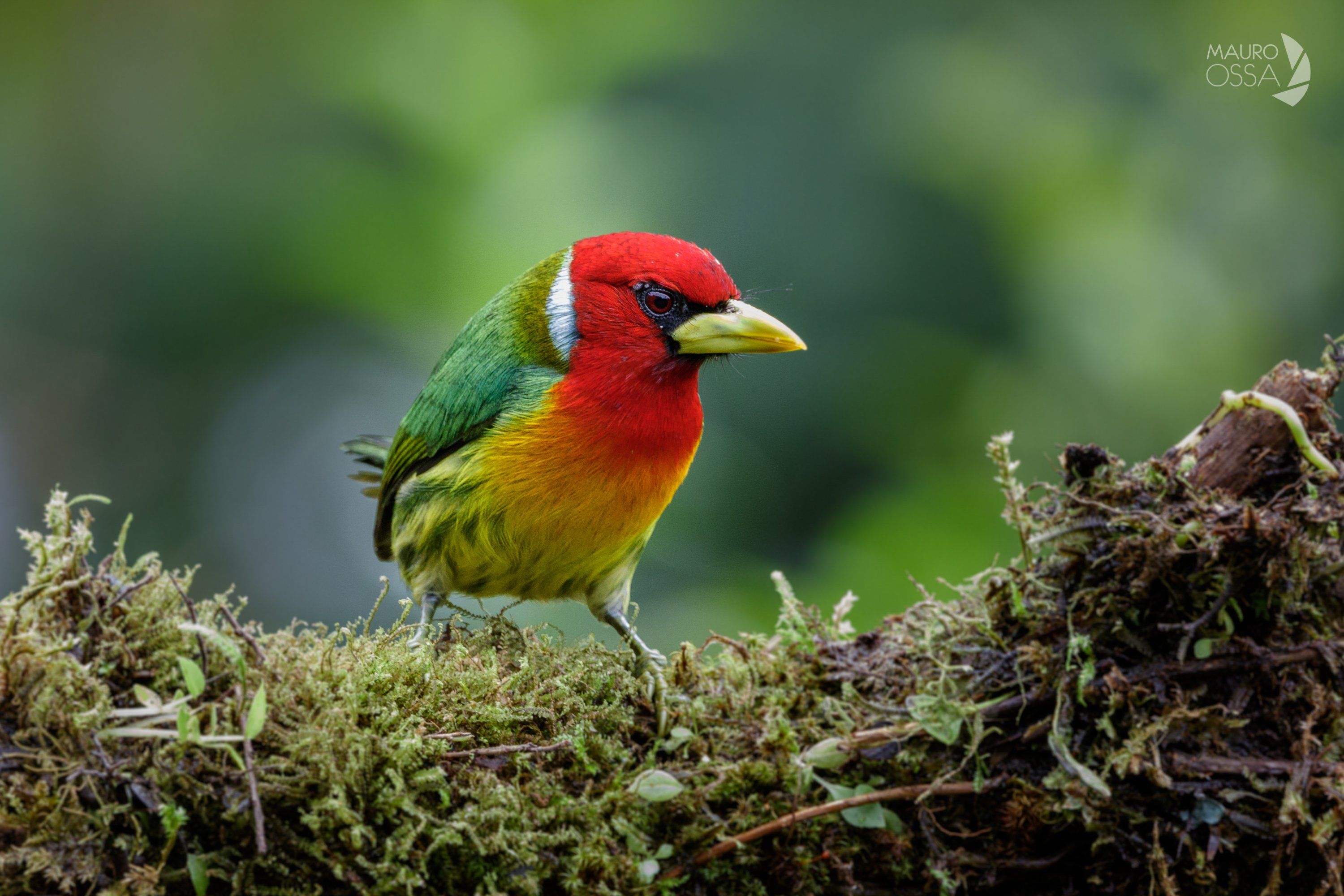 Imagen noticia Cali será el epicentro de la feria de aves más grande de Suramérica
