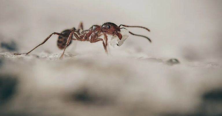 Imagen noticia Estudio revela que las hormigas pueden detectar el olor del cáncer en la orina