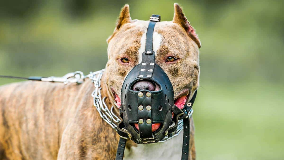 Imagen noticia Según Ley colombiana estos son los perros que deben usar bozal