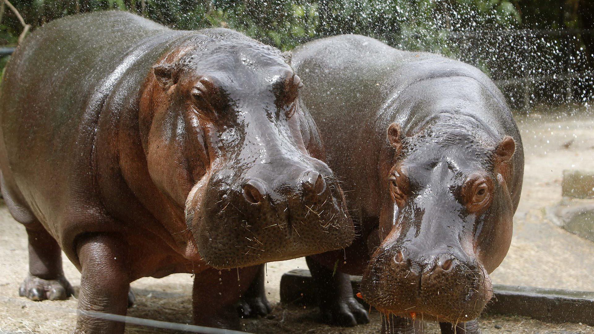 Imagen noticia Se firmó el pacto de traslado de los 70 hipopótamos de la Hacienda Nápoles 