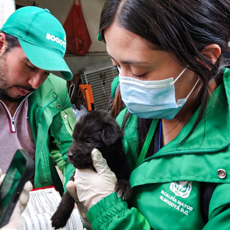 Imagen noticia Rescatan 170 animales en la Plaza de Mercado del Restrepo