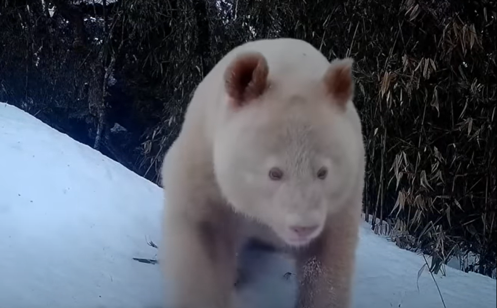 Imagen noticia Captan en cámara al primer panda albino del mundo