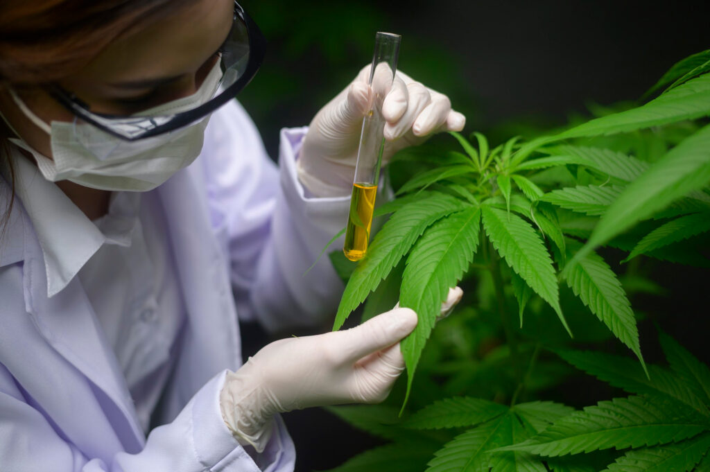 Imagen noticia Nueva investigación del uso de cannabis medicinal en Colombia