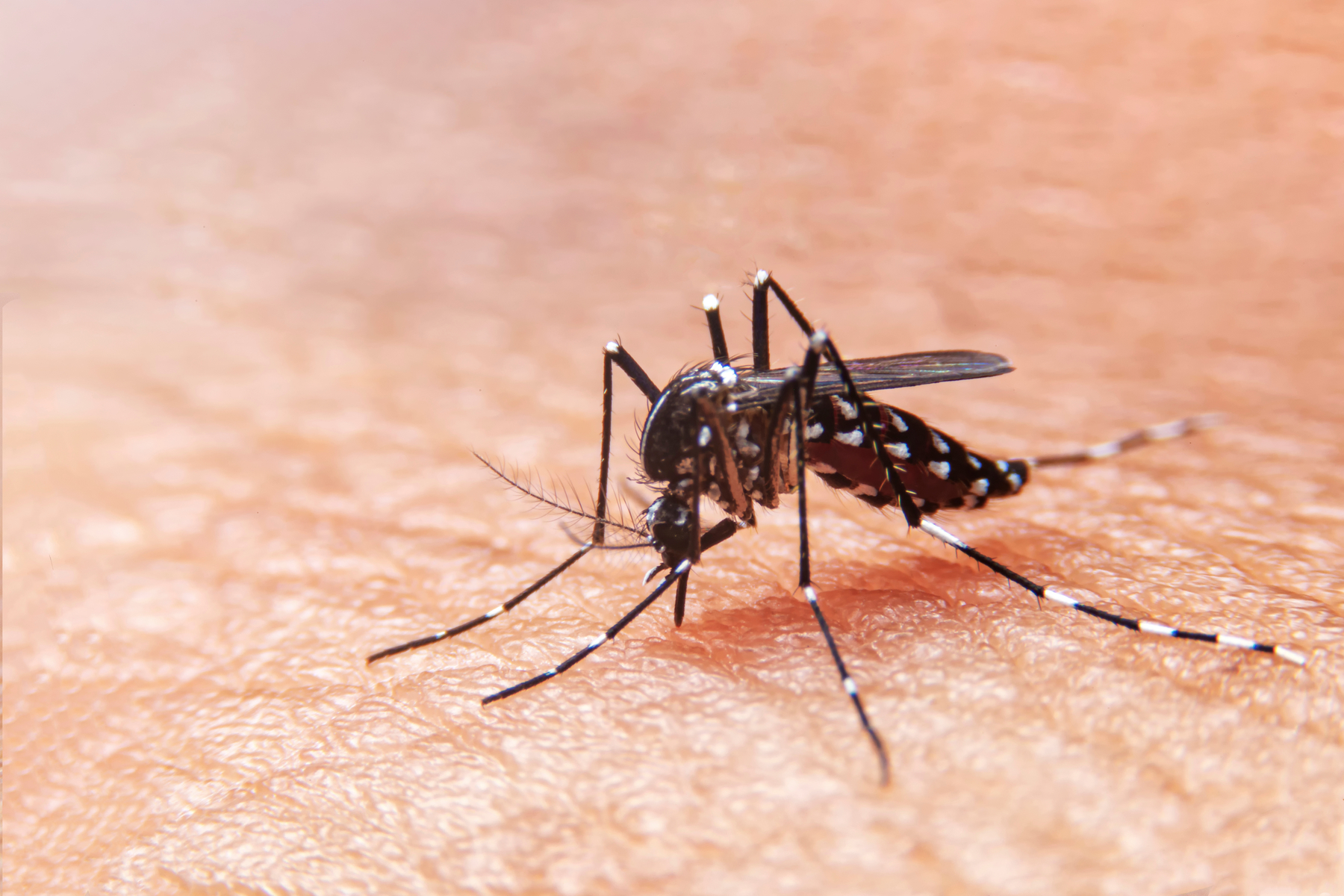 Imagen noticia Casos de dengue en Colombia sigue en aumento