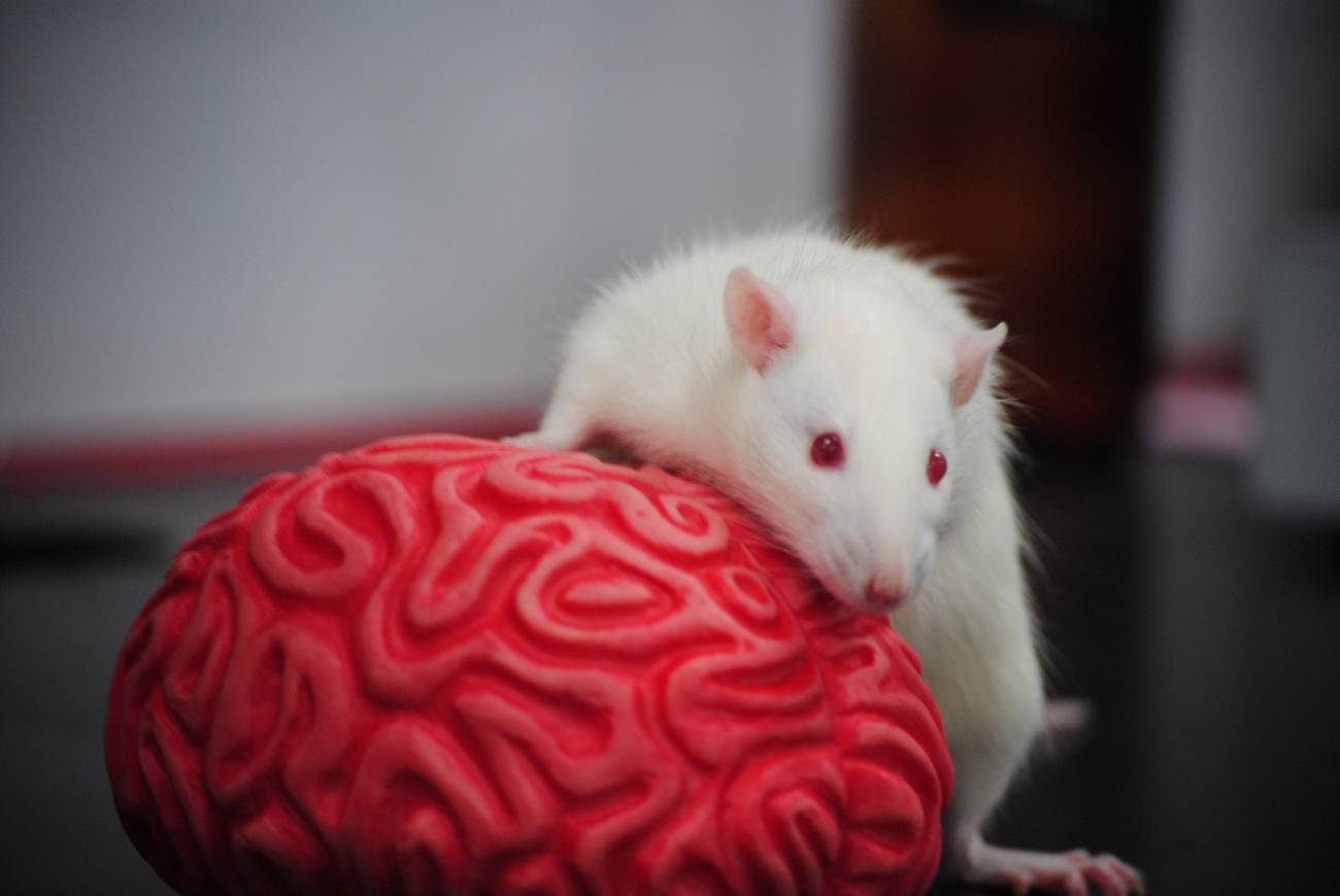 Imagen noticia La académica debate sobre la prohibición de animales en investigación