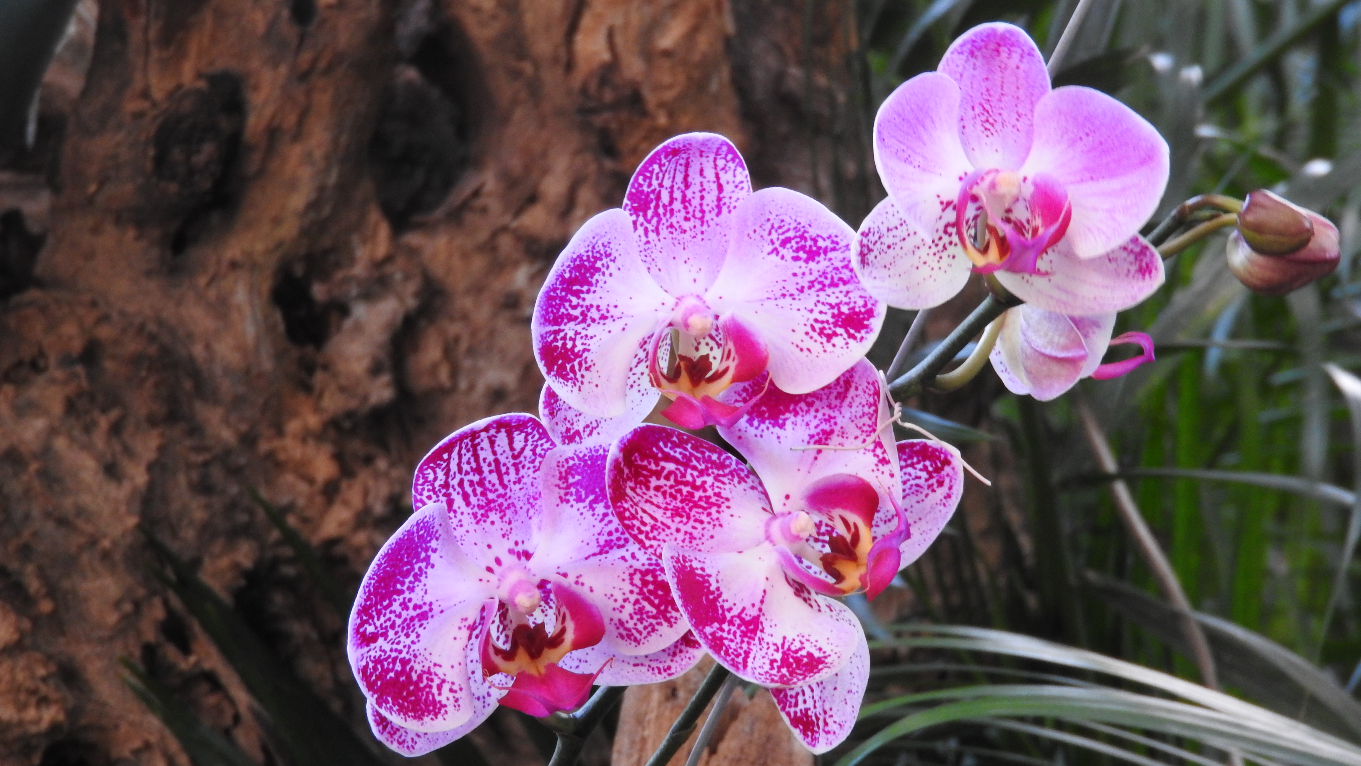 Imagen noticia XX Exposición Nacional de Orquídeas en el Jardín Botánico de Bogotá