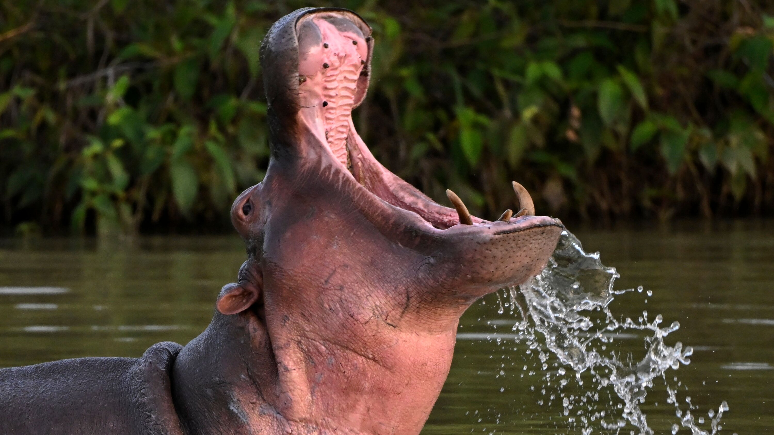 Imagen noticia Los hipopótamos de Escobar llegan a los cines 