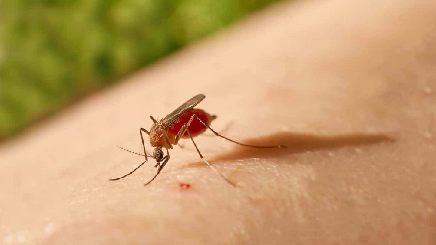 Imagen noticia Oropouche, el virus parecido al dengue que está bajo vigilancia en Colombia