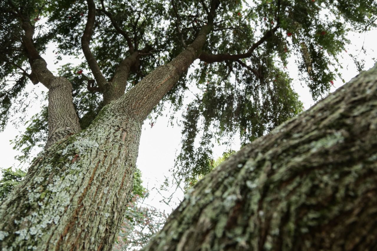 Imagen noticia Conozca los siete bosques urbanos de Bogotá