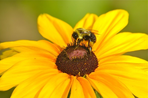 Imagen noticia Día Mundial de las Abejas: ¿Qué hacer para protegerlas?