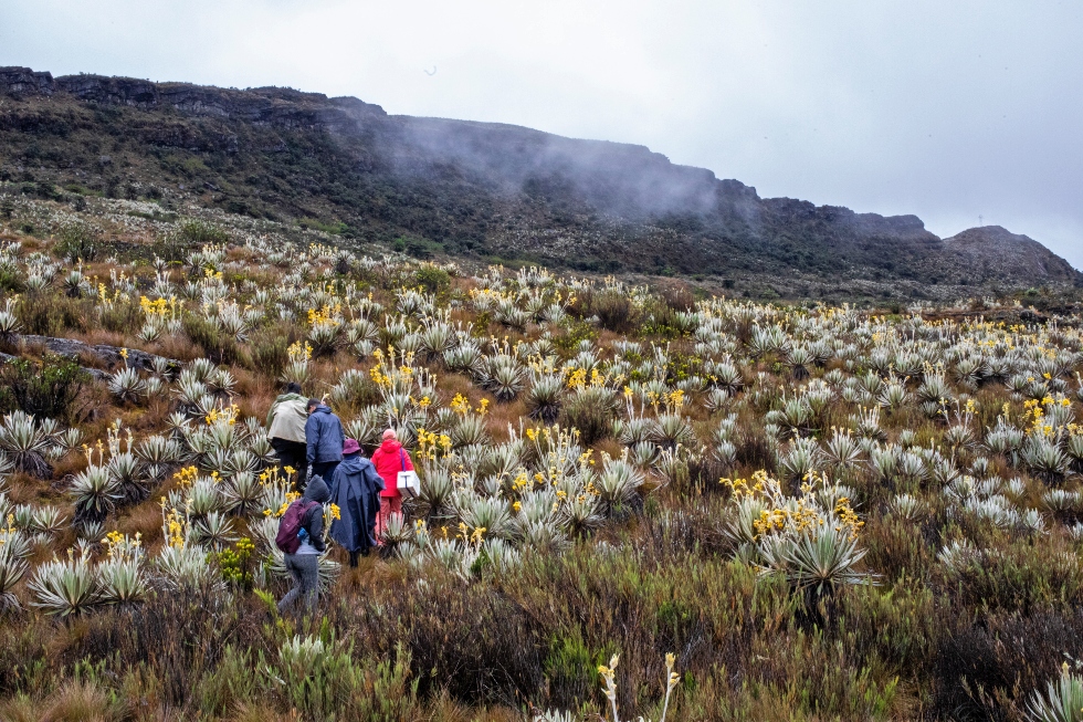 Imagen noticia CAR Cundinamarca y Naciones Unidas acuerdan protección de los páramos de Chingaza