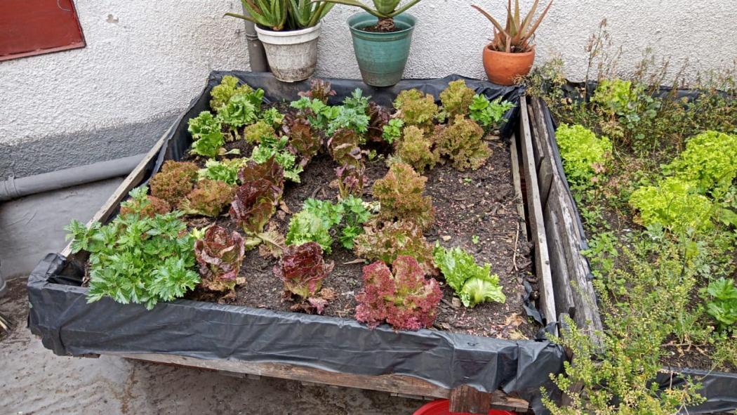Imagen noticia Festival de Huerta: Este 24 de mayo en el Jardín Botánico de Bogotá