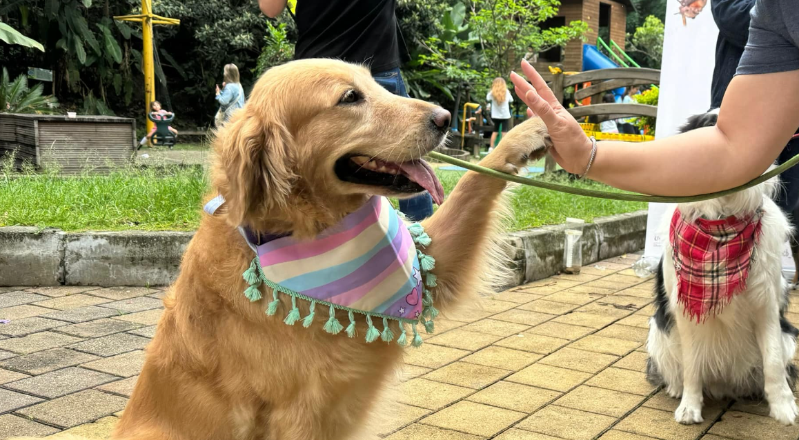 Imagen noticia Mascotas al Parque: el festival pet-friendly que transforma el ocio en bienestar