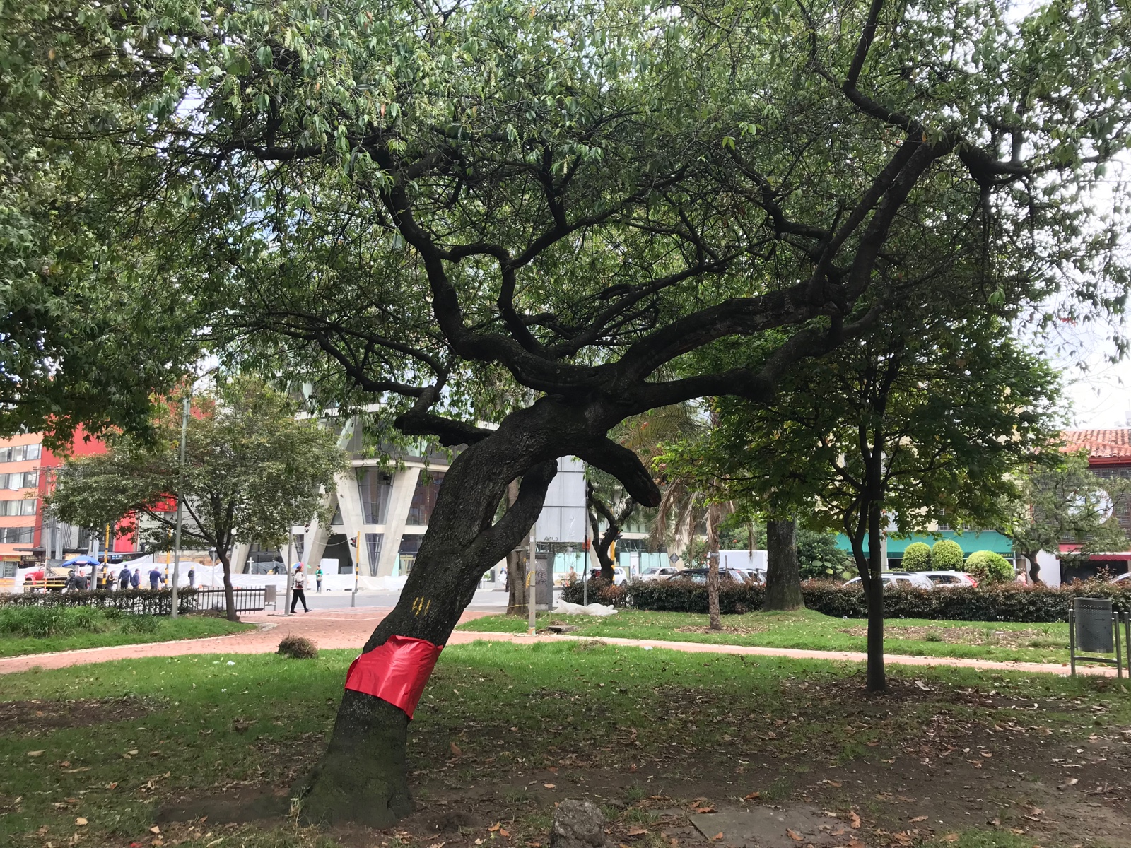 Imagen noticia ¿Cuántos años tienen los árboles de Bogotá?