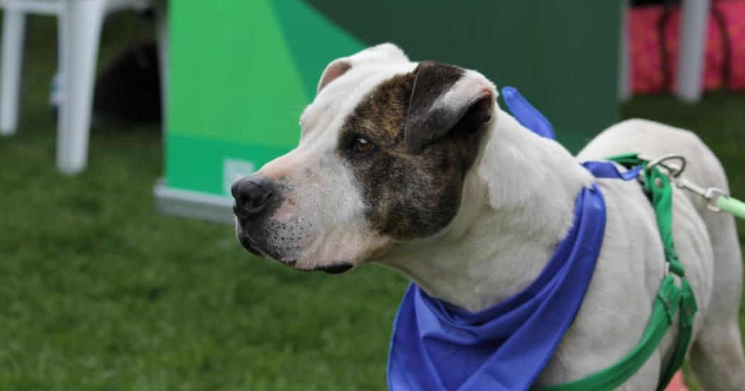 Imagen noticia Esterilización para perros y gatos en Bogotá: ¡Agéndese ya!