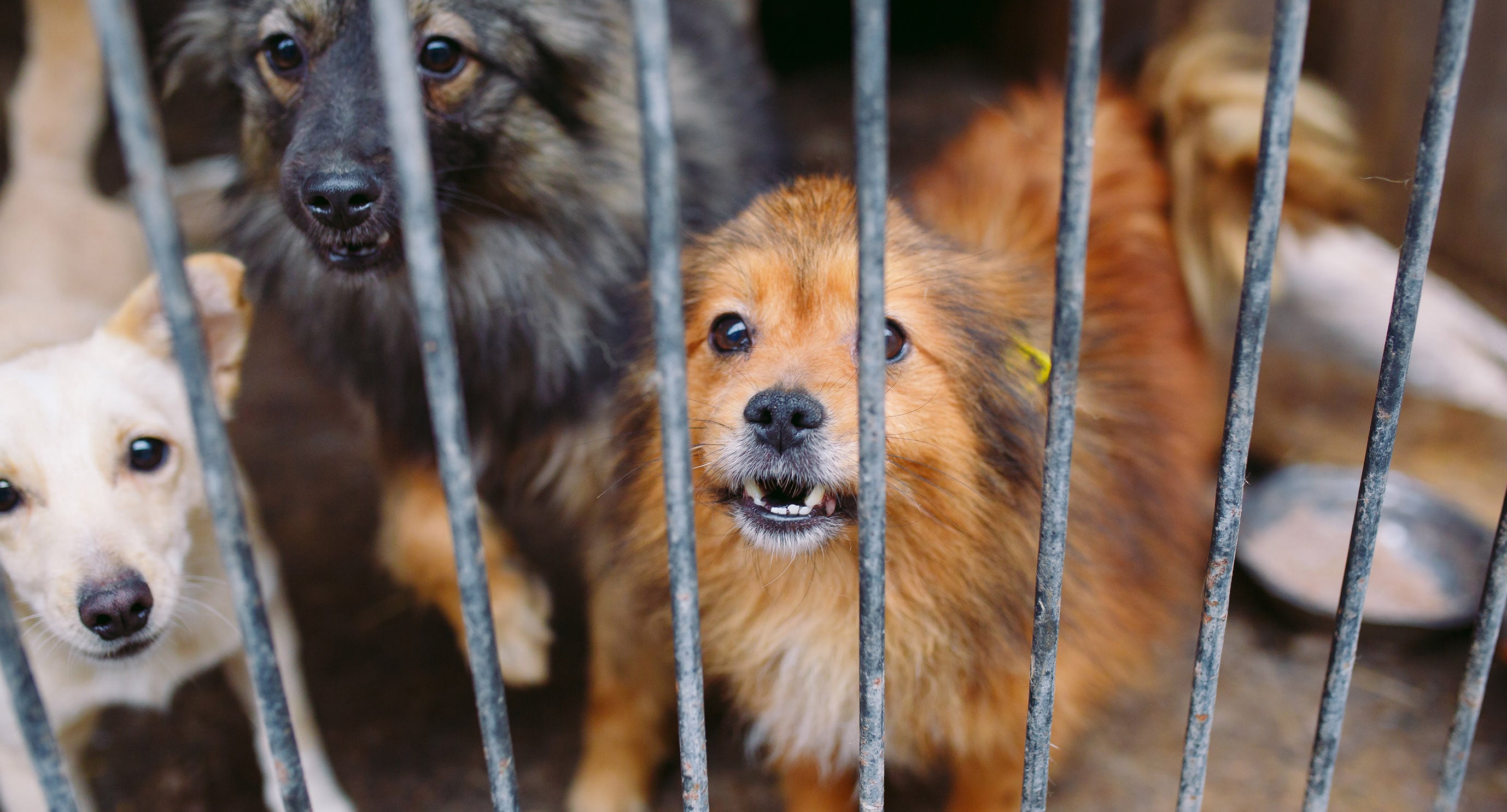Imagen noticia IDYBA abre convocatoria para idear proyectos en defensa de los animales