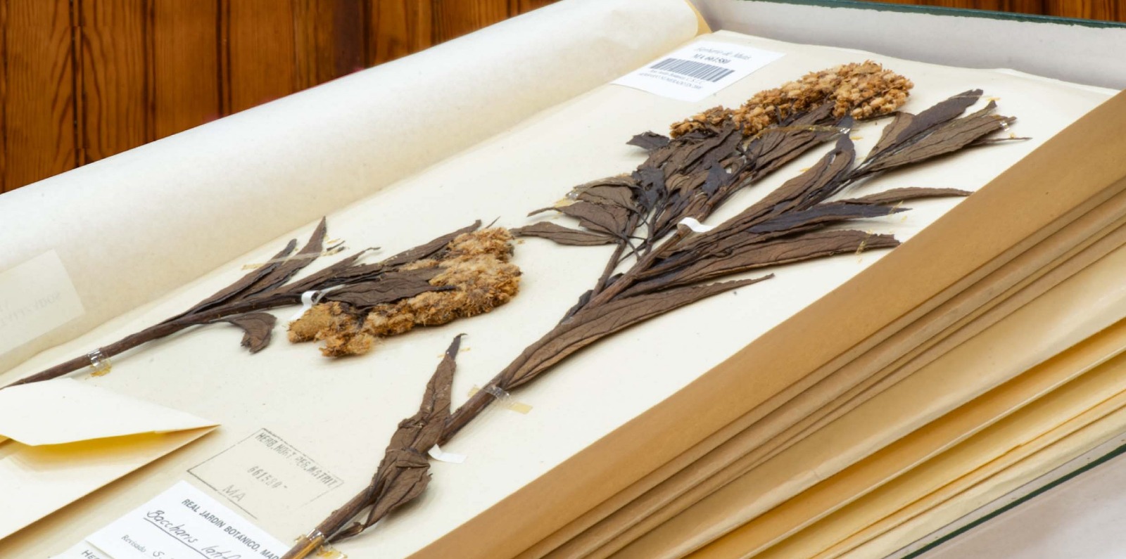 Imagen noticia Herbario Forestal de la Universidad Distrital y su importancia para el país