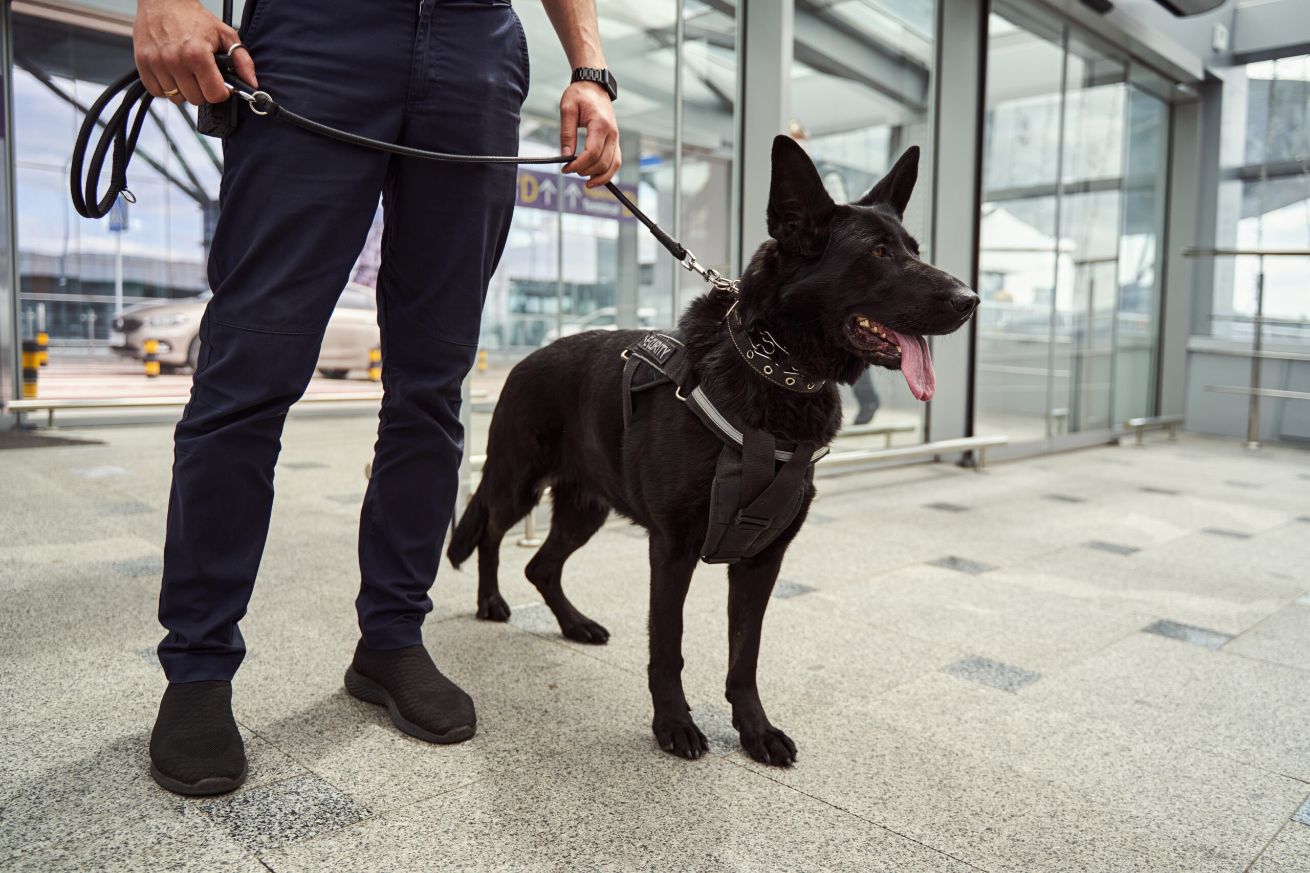 Imagen noticia Secretaría de Salud deja de contratar perros de vigilancia