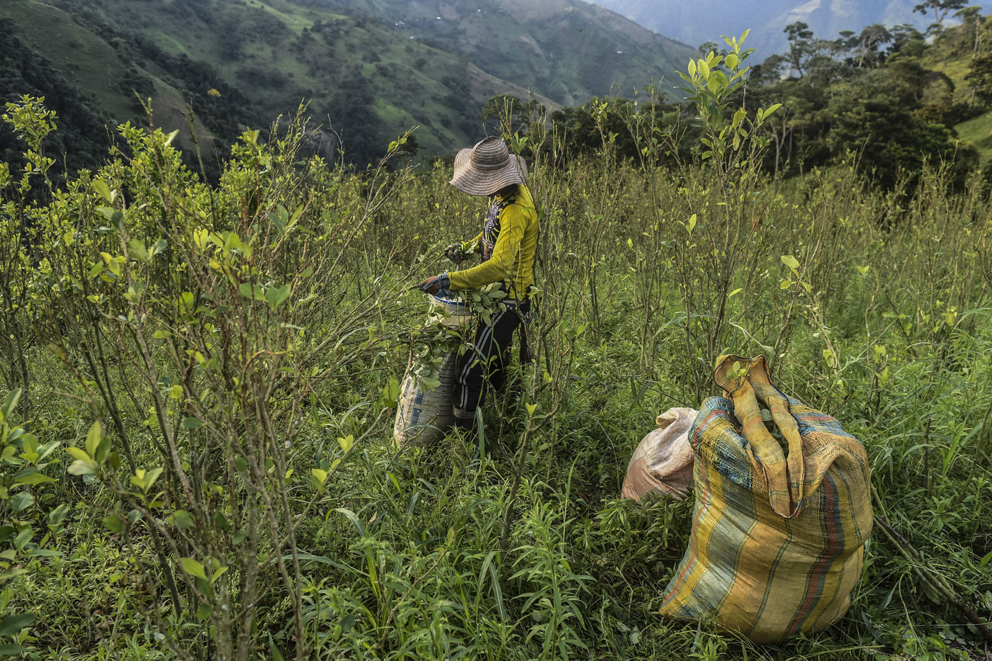 Imagen noticia  Colombia sin aval antidrogas de EE. UU. ¿Qué significa esta decisión?