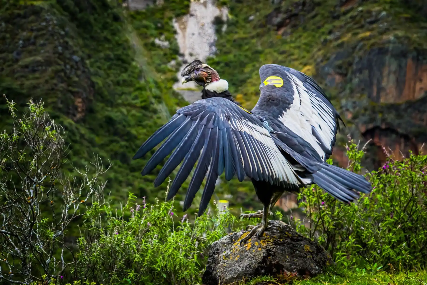 Imagen noticia Latidos de Colombia: Una nueva sala interactiva para redescubrir la vida