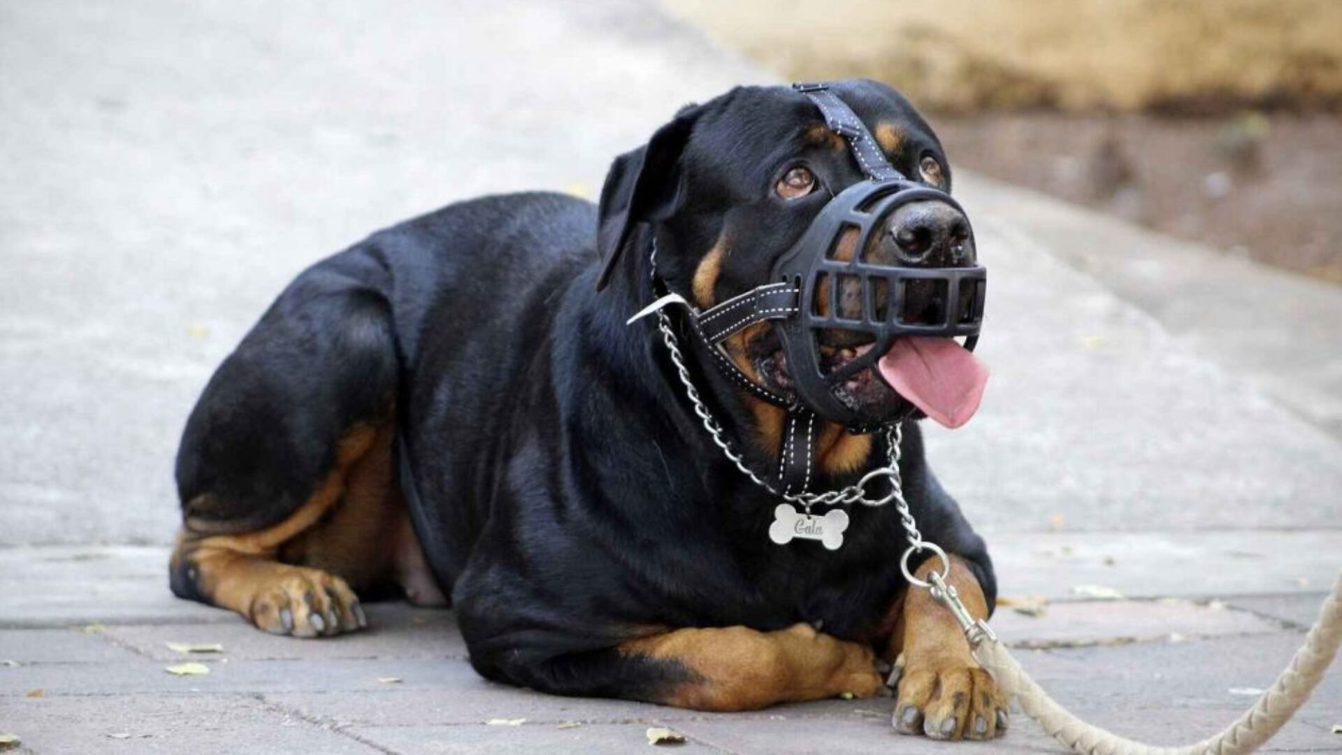 Imagen noticia Si usted tiene perros de manejo especial, debe registrarlos. Conozca cómo