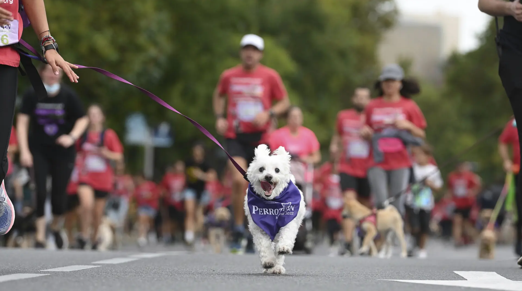 Imagen noticia Snoopy Run Fest: Running, familia y mascotas en una misma fiesta deportiva