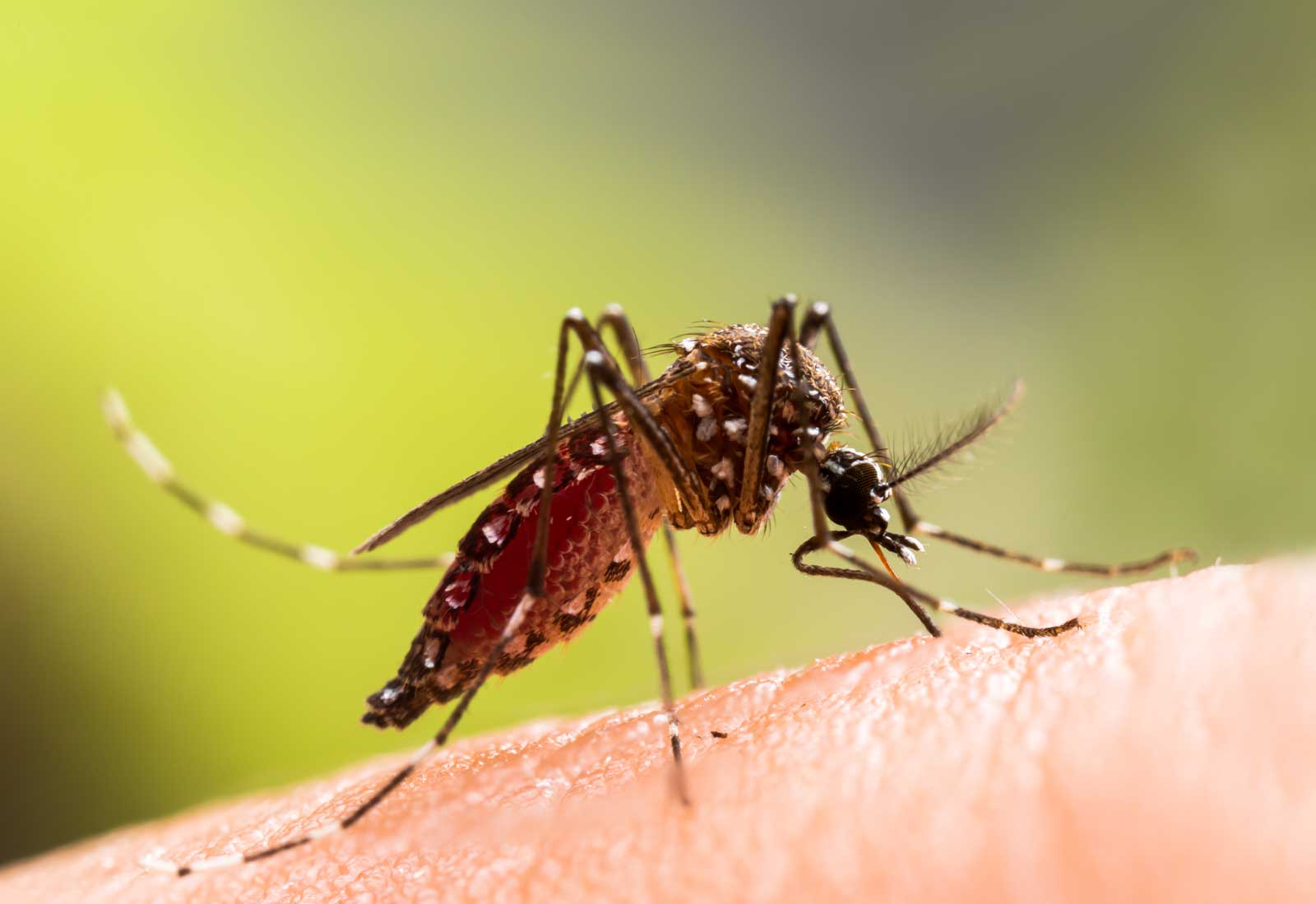 Imagen noticia ¿Quiénes deben reforzar la vacuna contra la Fiebre Amarilla?