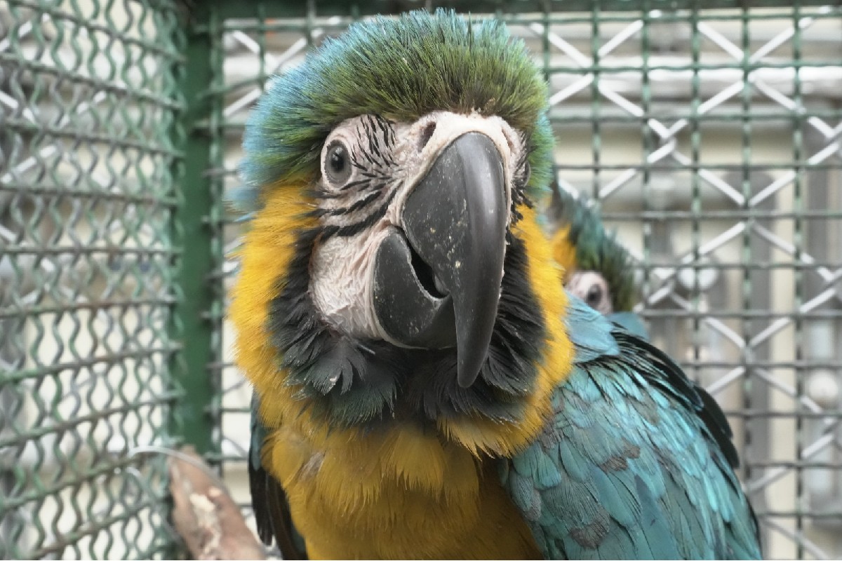 Imagen noticia ¿Cómo denunciar el tráfico de flora y animales silvestres durante Semana Santa?