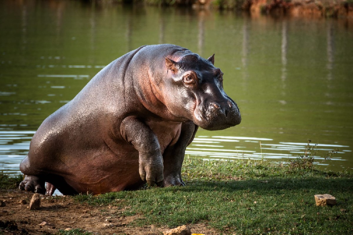 Imagen noticia Hipopótamos en Colombia: El debate por una especie exótica pero altamente dañina