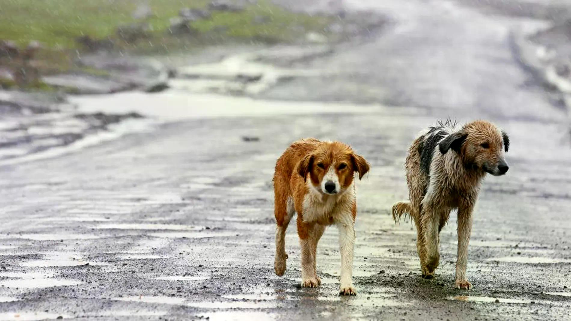 Imagen noticia Así puede reportar a su mascota si se extravió en Bogotá