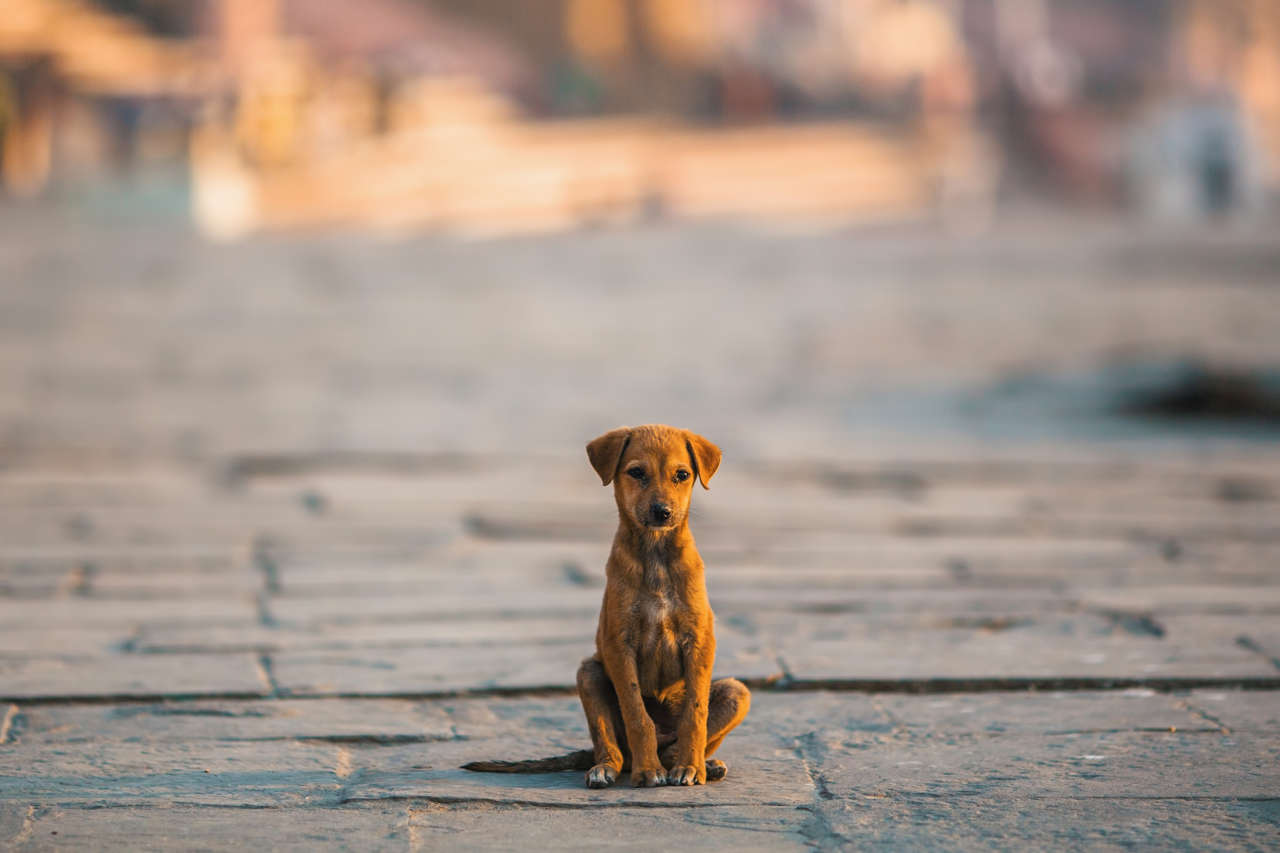 Imagen noticia Así puede reportar a su mascota si se extravió en Bogotá