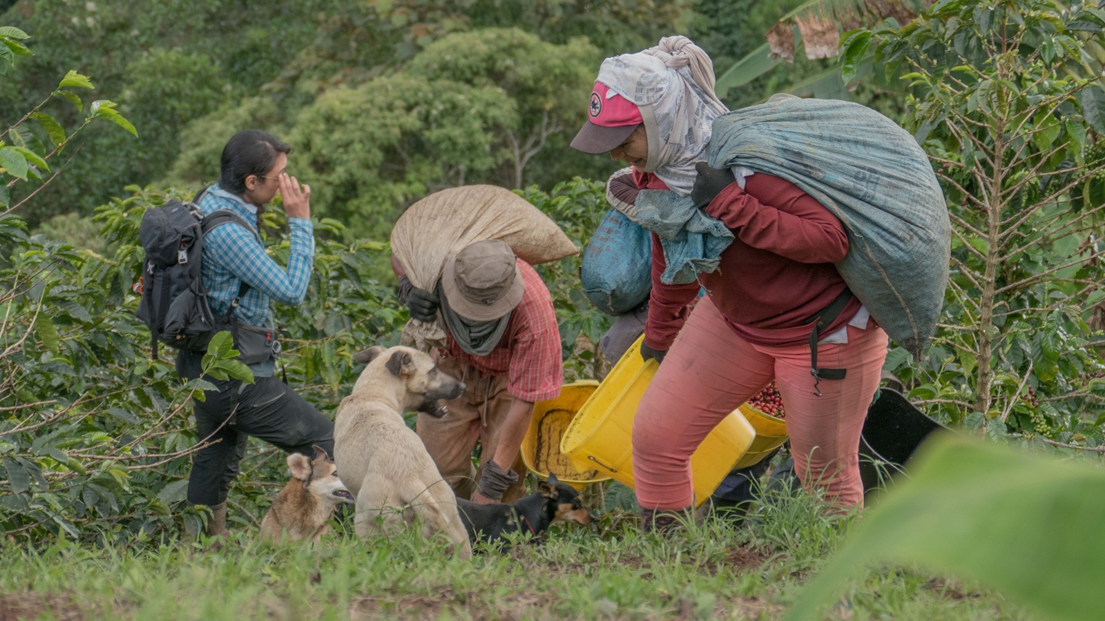 Imagen noticia ‘Andariega’: El documental que revela la vida invisible tras el café colombiano